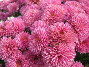 обоя цветы, хризантемы