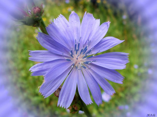 Картинка цветы луговые полевые