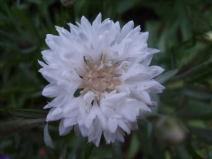 Картинка цветы васильки