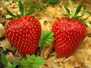 Картинка еда клубника земляника