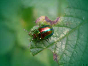 Картинка животные насекомые