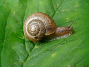 Картинка животные улитки