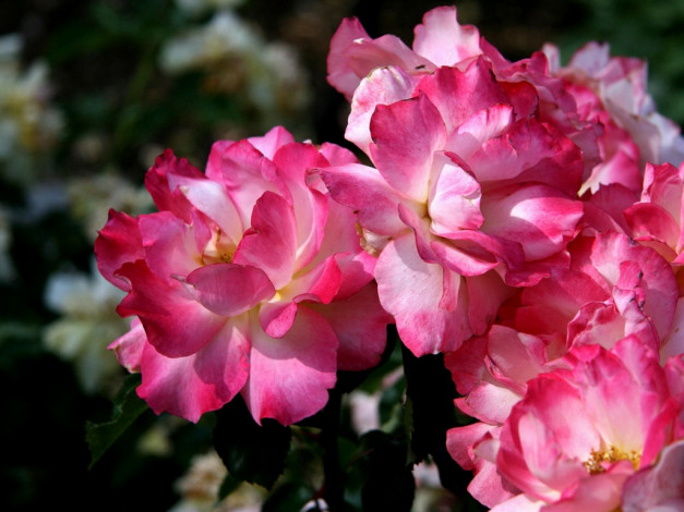 Обои картинки фото цветы, розы