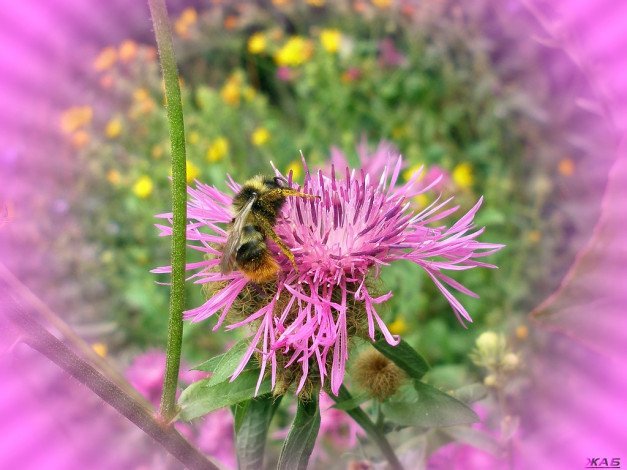 Обои картинки фото цветы, васильки