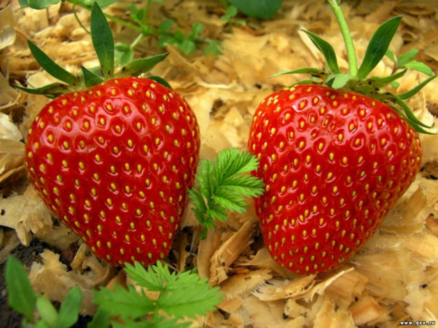 Обои картинки фото еда, клубника, земляника