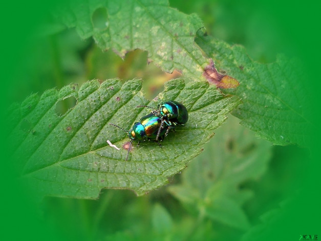 Обои картинки фото животные, насекомые