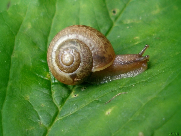 Обои картинки фото животные, улитки