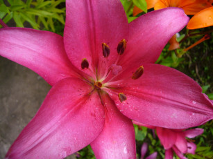 Картинка цветы лилии лилейники