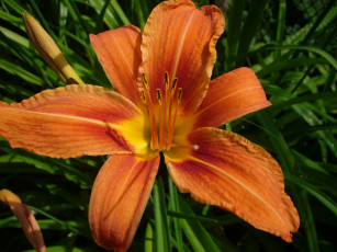 Картинка цветы лилии лилейники