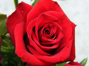 Картинка цветы розы