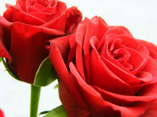 Картинка цветы розы