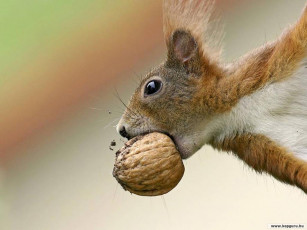 Картинка животные белки