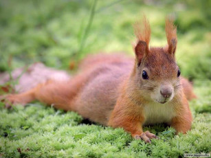 Картинка животные белки