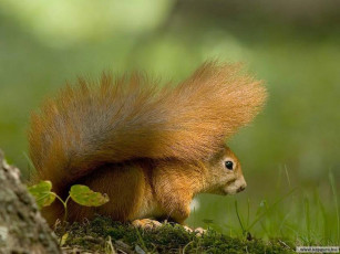 Картинка животные белки