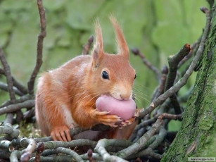 Картинка животные белки