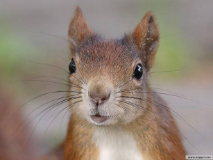 Картинка животные белки