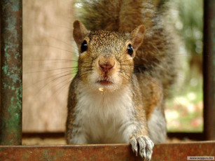 Картинка животные белки