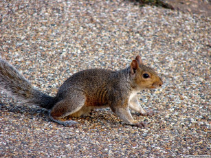 Картинка животные белки