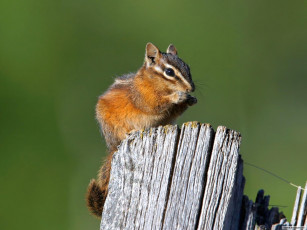 Картинка животные бурундуки