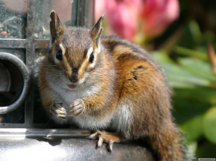 Картинка животные бурундуки