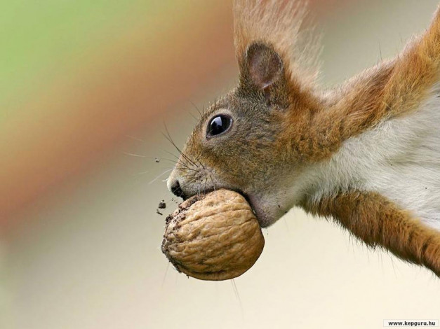 Обои картинки фото животные, белки