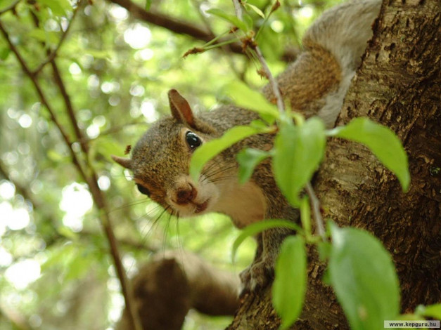 Обои картинки фото животные, белки