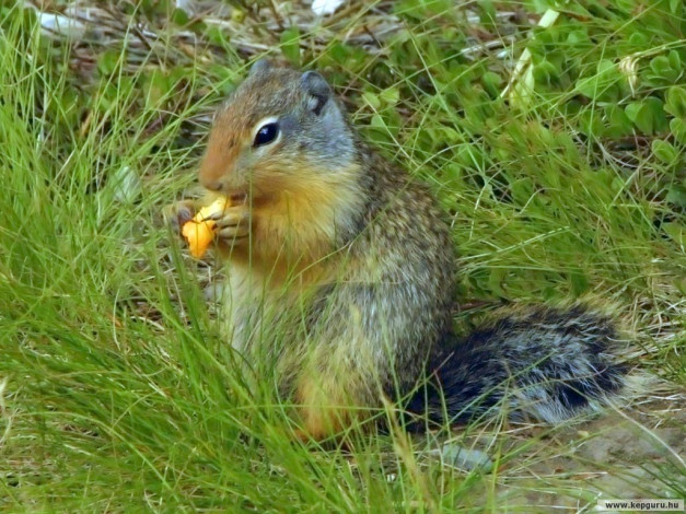 Обои картинки фото животные, белки