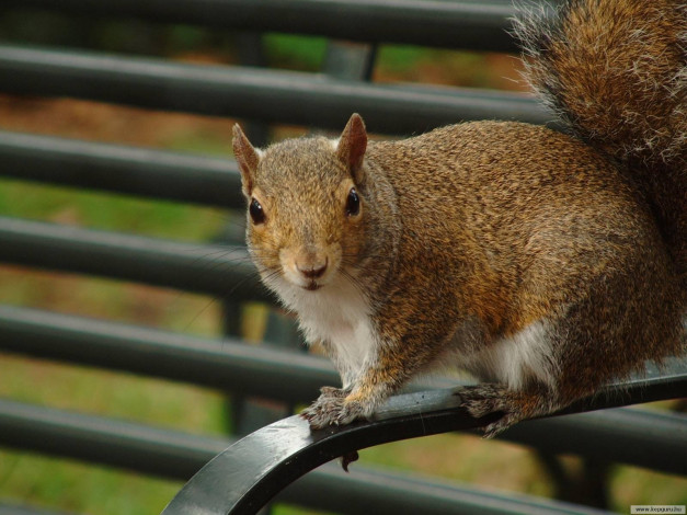 Обои картинки фото животные, белки