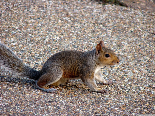 Обои картинки фото животные, белки