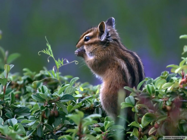 Обои картинки фото животные, бурундуки
