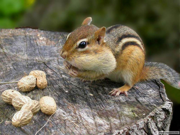 Обои картинки фото животные, бурундуки