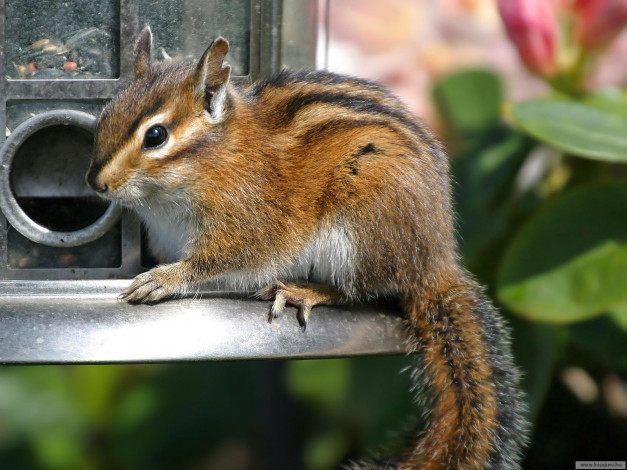 Обои картинки фото животные, бурундуки