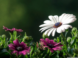 Картинка цветы диморфотеки