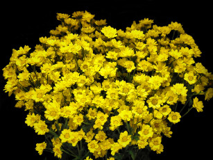 Картинка цветы хризантемы