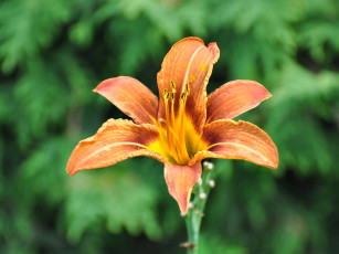 Картинка цветы лилии лилейники