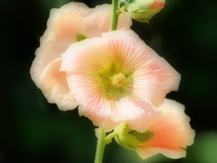 Картинка цветы мальвы