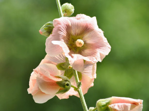 Картинка цветы мальвы