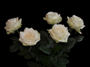 Картинка цветы розы