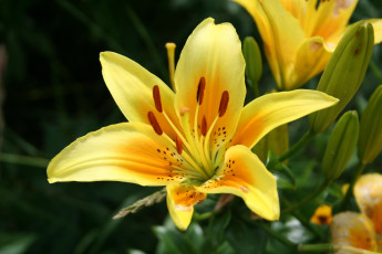 Картинка цветы лилии лилейники