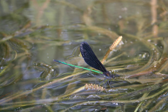 Картинка стрекоза животные стрекозы