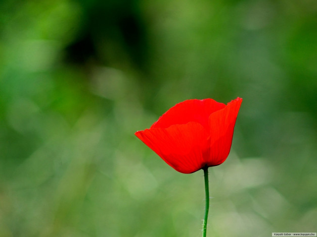 Обои картинки фото цветы, маки