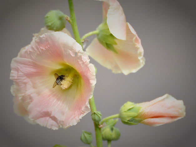 Обои картинки фото цветы, мальвы