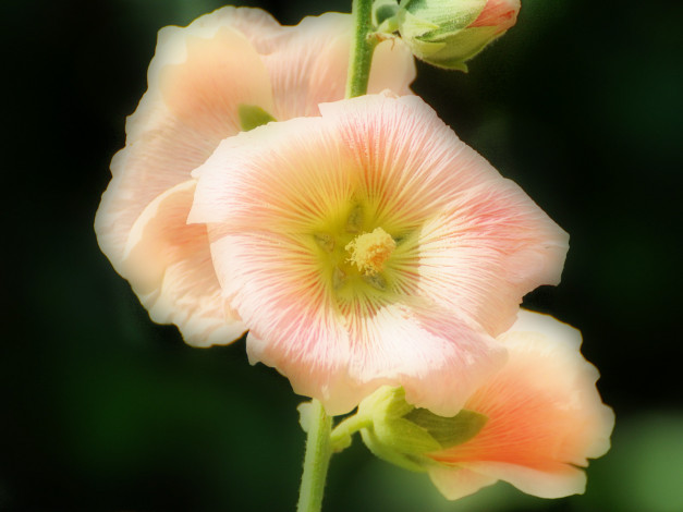 Обои картинки фото цветы, мальвы