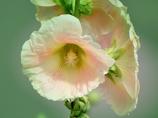 Обои картинки фото цветы, мальвы