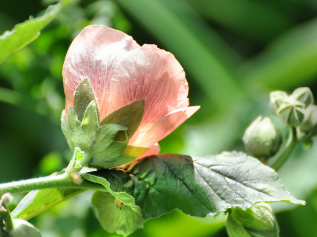 Обои картинки фото цветы, мальвы