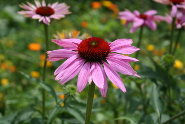 Обои картинки фото цветы, эхинацея