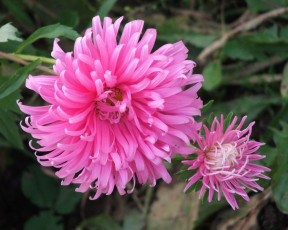 Картинка цветы астры