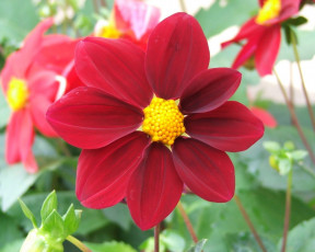 Картинка цветы георгины