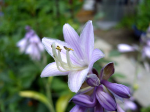 Картинка цветы