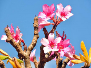 Картинка цветы адениум пустынная роза